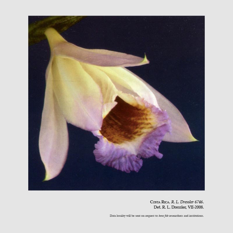 Sobralia macra